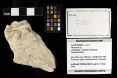 Foto (Objekt + Etiketten) von Pithonoton sp. 